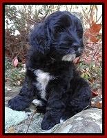 Jolie Tex Max pups 8 wks old 241