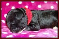 Jolie Texas Marco pups 1 wk old 6100