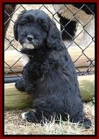 Jolie Texas Marco pups 7 wks old 81