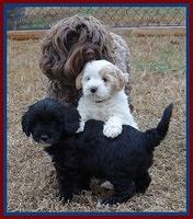 Jolie Texas Marco pups 7 wks old 91