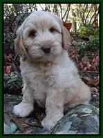 Odegard Family: Brogen