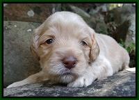 Jolie Marco TExas pups 3 wks old 101