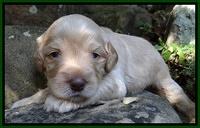 Jolie Marco TExas pups 3 wks old 111
