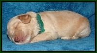 Jolie Marco Tecas pups 2 wks old 101