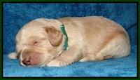 Jolie Marco Tecas pups 2 wks old 81