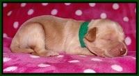 Jolie Texas Marco pups 1 wk old 7100