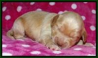 Jolie Texas Marco pups 1 wk old 9100