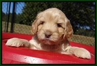 Jolie Texas Marco pups 5 wks old 141