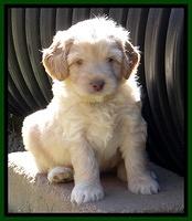 Jolie Texas Marco pups 5 wks old 161