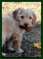 Jolie Texas Marco pups 7 wks old 111