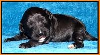 Jolie Marco Tecas pups 2 wks old 131