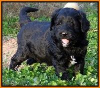 Jolie Marco Texas 6 wks old 181