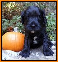 Jolie Texas Marco group pups 4 wks old 121