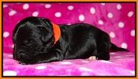 Jolie Texas Marco pups 1 wk old 11100