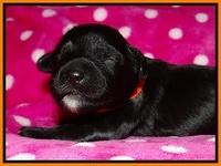Jolie Texas Marco pups 1 wk old 12100