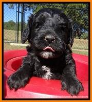 Jolie Texas Marco pups 5 wks old 191