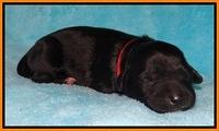 Jollie Marco TExas newborn pups 81