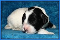 Jolie Marco Tecas pups 2 wks old 141