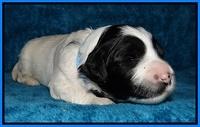 Jolie Marco Tecas pups 2 wks old 151