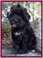 deRoode Family: FIFA