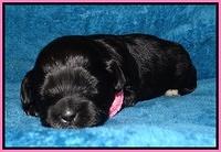 Jolie Marco Tecas pups 2 wks old 181