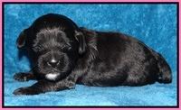 Jolie Marco Tecas pups 2 wks old 191