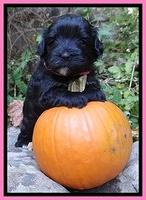 Jolie Texas Marco group pups 4 wks old 171