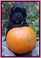 Jolie Texas Marco group pups 4 wks old 181