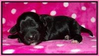 Jolie Texas Marco pups 1 wk old 16100
