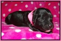 Jolie Texas Marco pups 1 wk old 17100