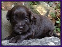 Jolie Marco TExas pups 3 wks old 211