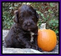 Jolie Texas Marco group pups 4 wks old 221