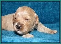 Jolie Marco Tecas pups 2 wks old 251