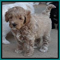 Jolie Marco Texas 6 wks old 321