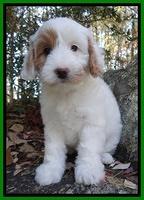 Frillman family: Henna