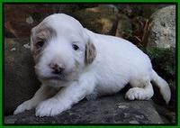 Jolie Marco TExas pups 3 wks old 291