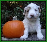 Jolie Texas Marco group pups 4 wks old 331