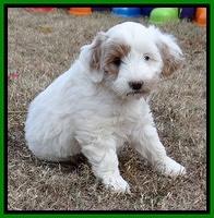 Jolie Texas Marco pups 7 wks old 261