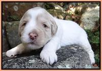 Jolie Marco TExas pups 3 wks old 351