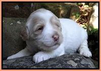 Jolie Marco TExas pups 3 wks old 361