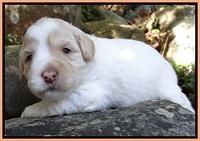 Jolie Marco TExas pups 3 wks old 371