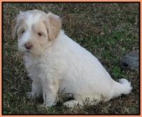 Jolie Marco Texas 6 wks old 461