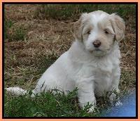 Jolie Marco Texas 6 wks old 471