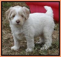 Jolie Marco Texas 6 wks old 481