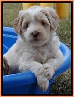 Jolie Marco Texas 6 wks old 491