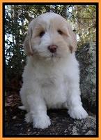 Jolie Tex Max pups 8 wks old 221