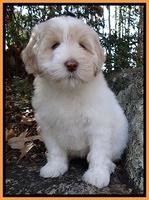 Jolie Tex Max pups 8 wks old 231