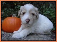 Jolie Texas Marco group pups 4 wks old 391