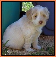 Jolie Texas Marco pups 5 wks old 441