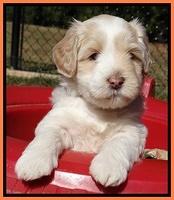 Jolie Texas Marco pups 5 wks old 461